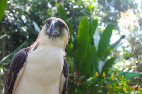 News Philippine Eagle Foundation Official Website