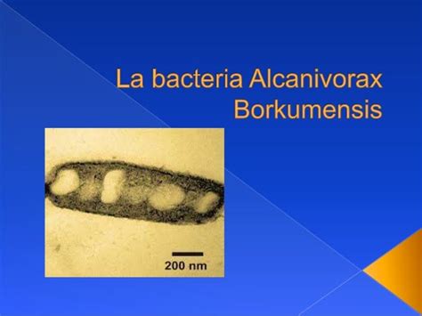 La bacteria alcanivorax borkumensis