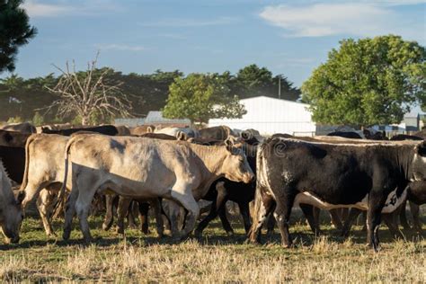 Stud Angus Wagyu Speckle Park Murray Grey Dairy And Beef Cows