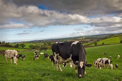 Dairy Expansion Wont All Be About Greenfield Sites And 300 Cows