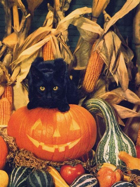 Black Halloween Cat : r/ColorBlack