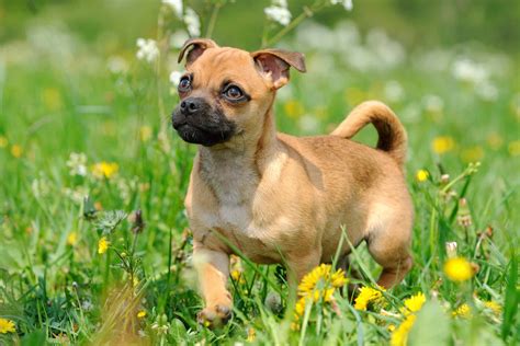 Pug Mixed Breeds 60 Perfect Pug Mixes Youll Want To Adopt