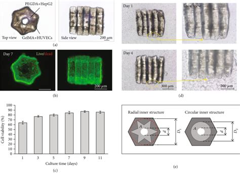 Long Term Coculture Of The Liver Lobule Like 3d Model A Bright Field