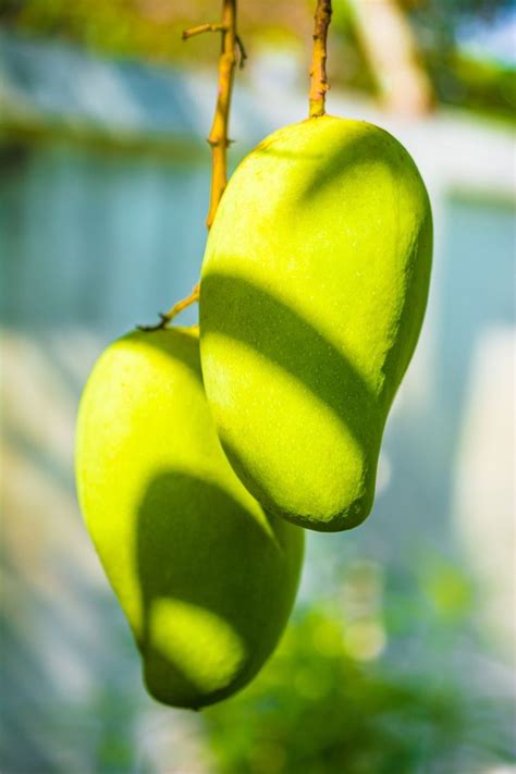 Mango Ataúlfo Los Cuidados Técnicas De Cultivo Beneficios Y