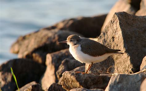 Nw Bird Blog Spotted Sandpiper