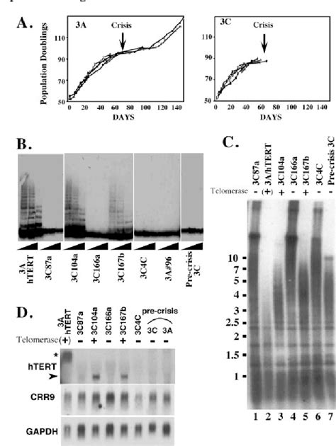 Figure 1 From Evidence For A Relief Of Repression Mechanism For