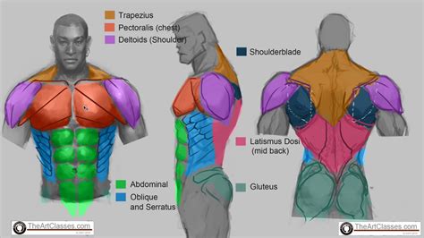 Male Torso Muscle Anatomy