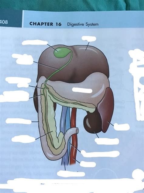 Digestive System Diagram Quizlet