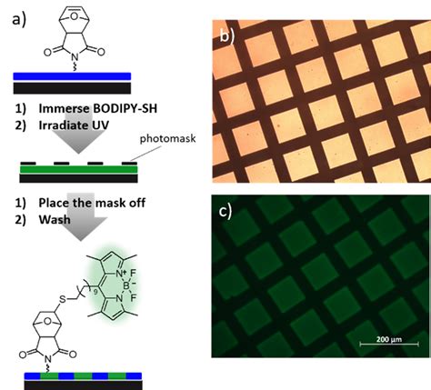 A Schematic Illustration Of Patterned Immobilization Via Thiol Ene