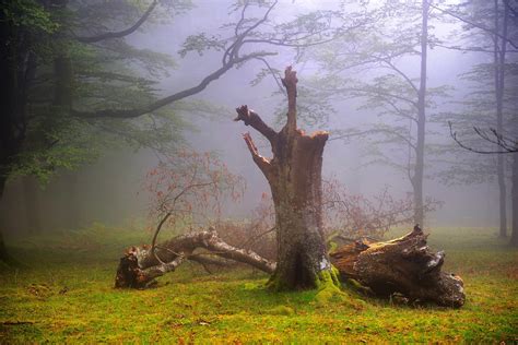 Wallpaper Pohon Pemandangan Hutan Alam Cabang Pagi Kabut Gurun