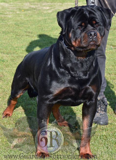 Lendo Of Nicolas Lion Guardian Rottweilers