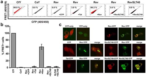 Measurement Of Hiv 1 Rev Multimerization By Facs Fret A Download Scientific Diagram