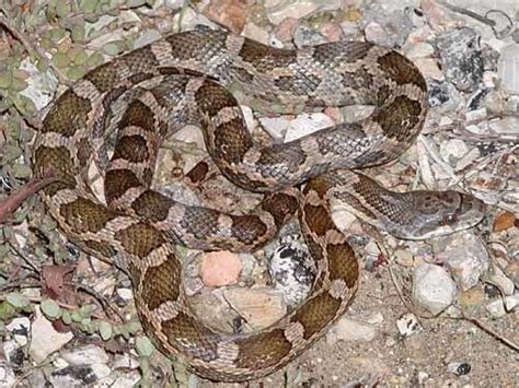 Texas rat snake - Alchetron, The Free Social Encyclopedia