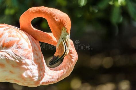 Pink Flamingo Bird Portrait Stock Image - Image of long, neck: 106115297