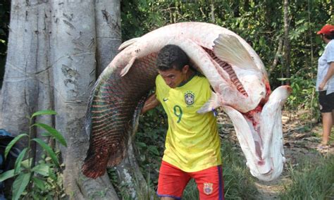 Pirarucu De Manejo Chega Pela Primeira Vez A Mercado Carioca Jornal O