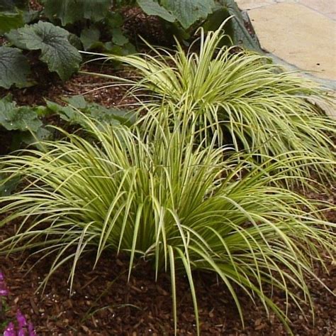 Shade Tolerant Grass Plants | Home and Garden Reference