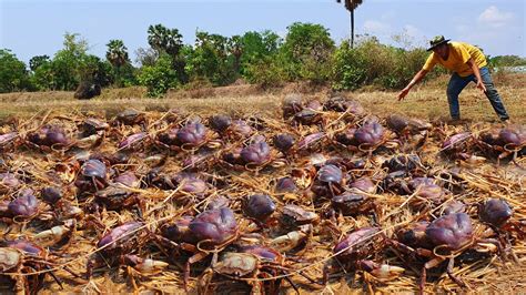 Amazing Fishing A Fisherman Skill Catch Crab A Lots Coming Out From