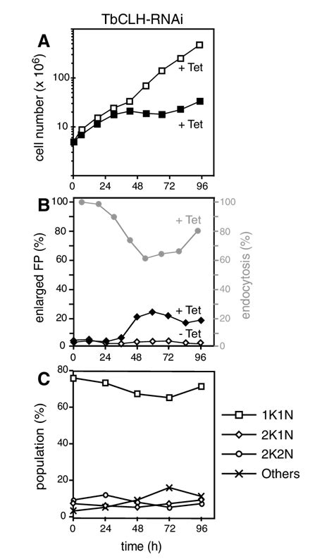 Lack Of TbCLH Impairs Endocytosis But Not Cytokinesis A Growth Curve