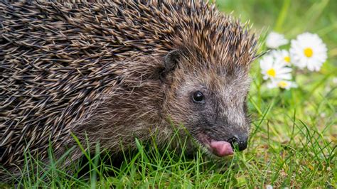 Der Igel Lebensraum Futter Feinde Winterschlaf