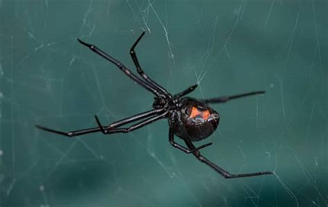 Blog Opelikas Complete Black Widow Spider Control Guide