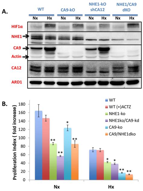 Generation Of Ca Ko Cells Using Crispr Cas To Create Single And