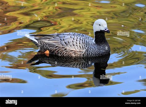 Imperial Goose Kaisergans Emperor Goose Chen Canagica Stock Photo Alamy