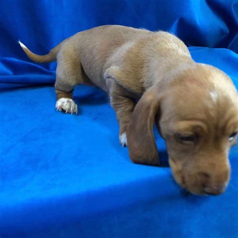 Dachshund Puppies For Sell/dogs For Sale Omaha Ne