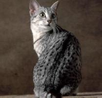 Cat Breeds - Part 1 - FARM CIRCLE