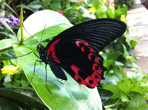 Butterflies have Scales? Really! - Lewis Ginter Botanical Garden