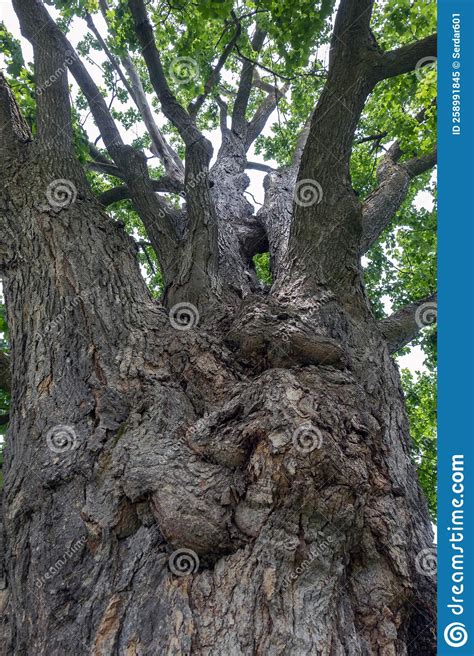 Kissing Tree Trunks Stock Image Image Of Kissing Wood 258991845