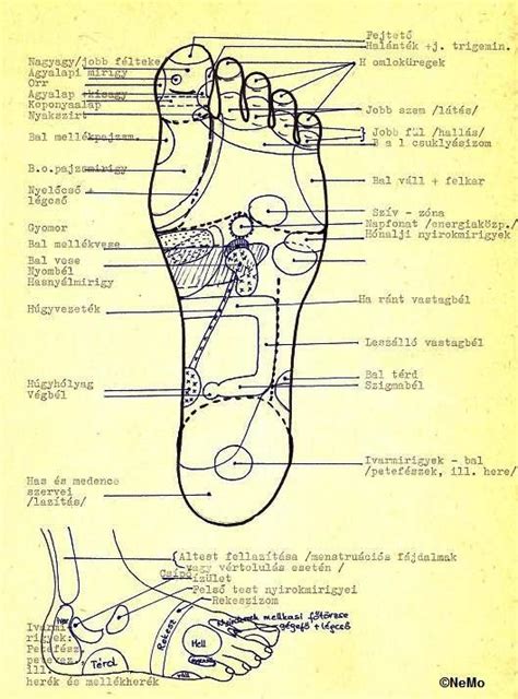 LÁBFEJ REFLEXOLÓGIAI TÉRKÉPEK Képtár G Portál Reflexes