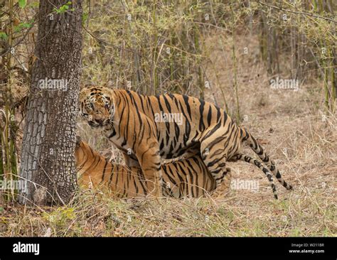 Male tiger Gabbar and Female Tigress Maya in Mating at Tadoba Andhari ...