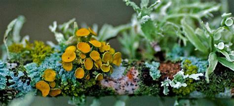 Taxonomic Collections: Lichen identification