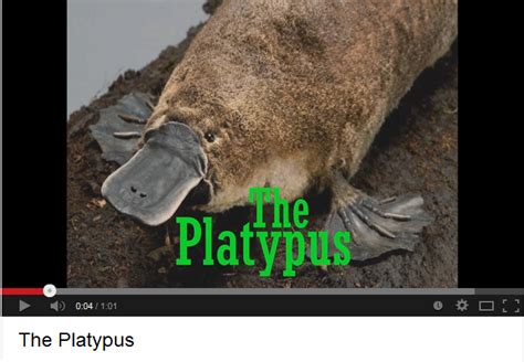 Platypus - AMAZING ADAPTATIONS