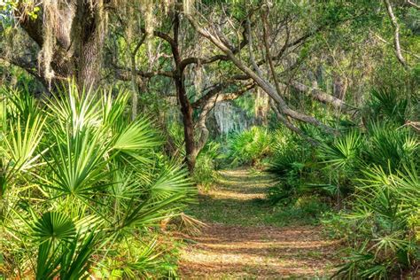 Oscar Scherer State Park In Osprey Fl America S State Parks