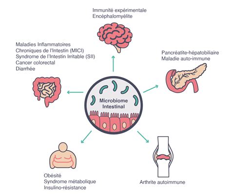 The Link Between Microbiome And Human Health ADARE Biome