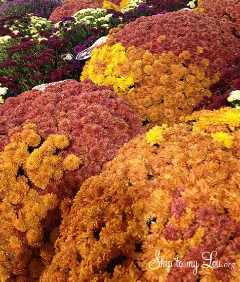 Fall Entrance Decorating With Mums Brighten Your Home For Autumn