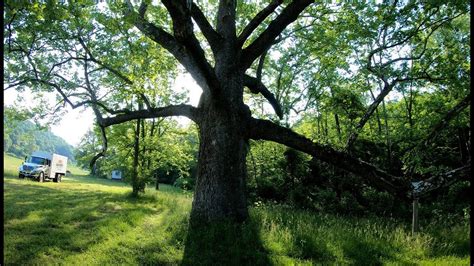 300 Year Old Sycamore Deadwood Youtube