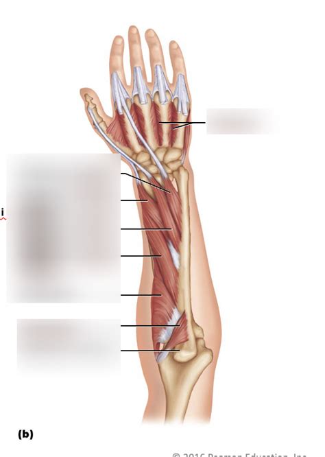 A P LAB 7 Muscle Diagram 2 Diagram Quizlet