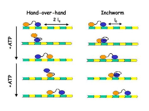 Color Online Schematic Representation Of The Possible Mechanisms Of