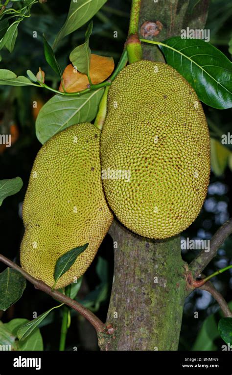 Jackfruit Fruit Fruits Tropical Fruit Artocarpus Heterophyllus Tree