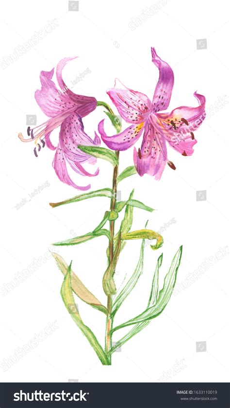 Hand Drawn Watercolor Illustrationrealistic Botanical Drawingpink Stock