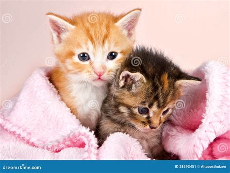 Baby Kittens Wrapped In A Pink Blanket Stock Image Image Of Standing