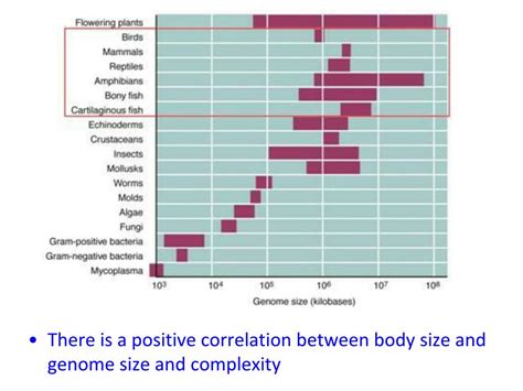 PPT - Genome Evolution PowerPoint Presentation, free download - ID:2584527