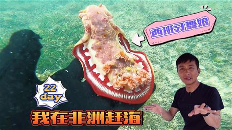 《环球探海记》坦桑尼亚~第22天：今天赶海再一次刷新我的眼界，即看到会跳舞的海兔，还看到火箭式发射的墨鱼！ Youtube