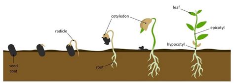 Stages Of The Germination Process Of The Seeds