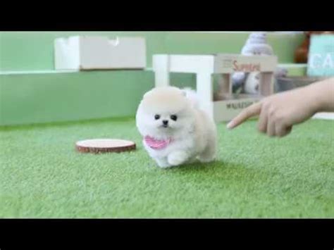 White Teddy Bear Pomeranian