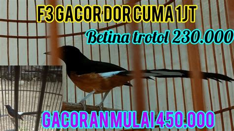 Bongkar Malam Murai Gacoran N Seri F3 Guacor Cuma 1jt Aja YouTube