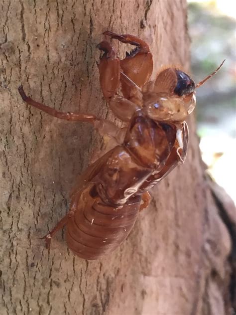 Cicada Exoskeleton