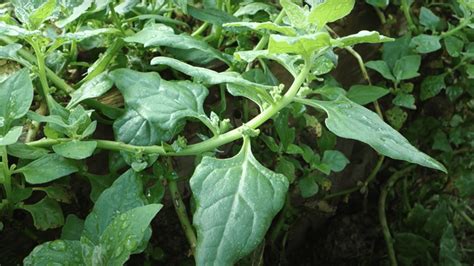 Entretien Du Potager Conseils Astuces Et Infos Pour Jardiniers